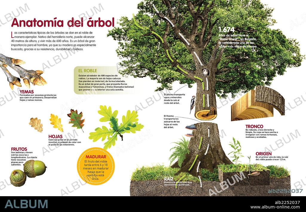 Anatomía del árbol. Infografía de la estructura de un árbol.