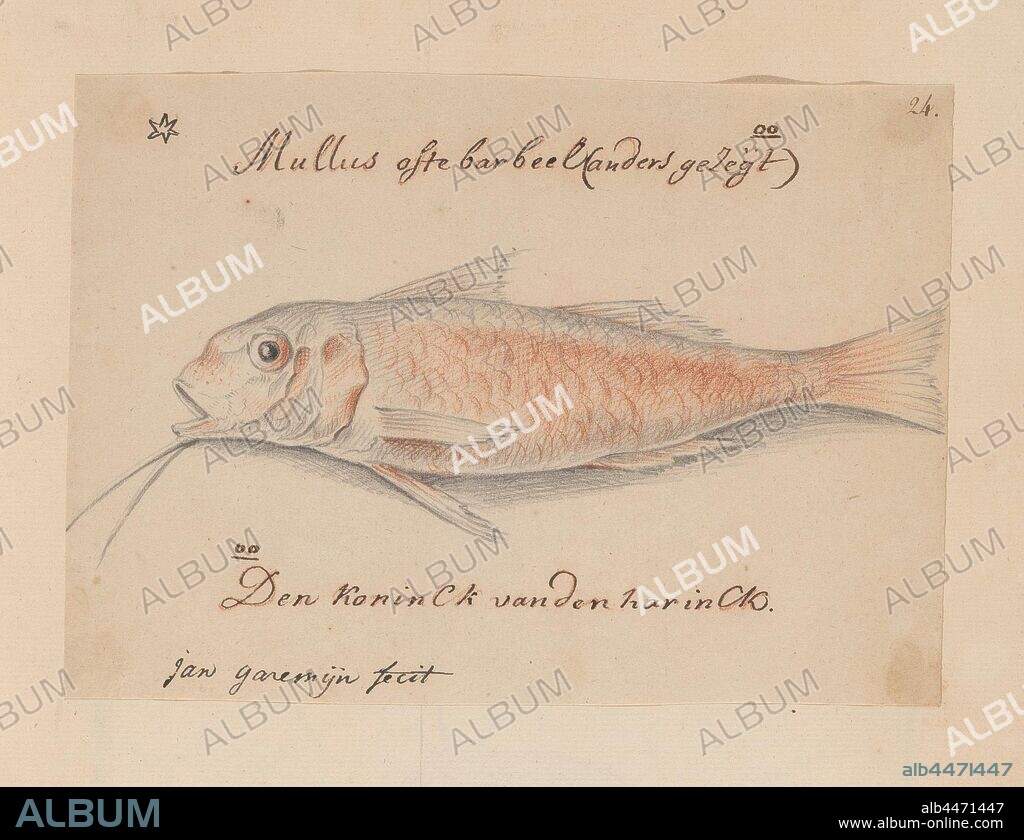 Mul ( Mullus surmuletus), Mullus or barbel (in other words) Den Koninck van den harinck (title on object), Red mullet, also called the king of the gurnard. Sheet added to the album later. Numbered top right: 24. Part of the sixth album with drawings of fish, shells and insects. Sixth of twelve albums with drawings of animals, birds and plants known around 1600, commissioned by Emperor Rudolf II. With explanations in Dutch, Latin and French, bony fishes: mullet, Jan Anton Garemyn (mentioned on object), Bruges, 1790 - 1799, paper, pencil, chalk, pen, h 146 mm × w 205 mm.