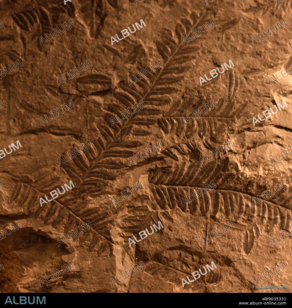 Pteridospermatophyta - Seed Ferns refers to several distinct groups of extinct seed-bearing plants. The oldest fossil evidence of plants of this type is the genis Elkinsia of late Devonian age.