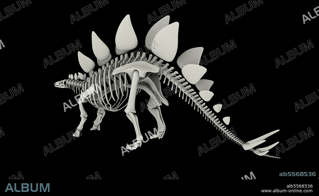 Skeletal system of a Stegosaurus dinosaur.