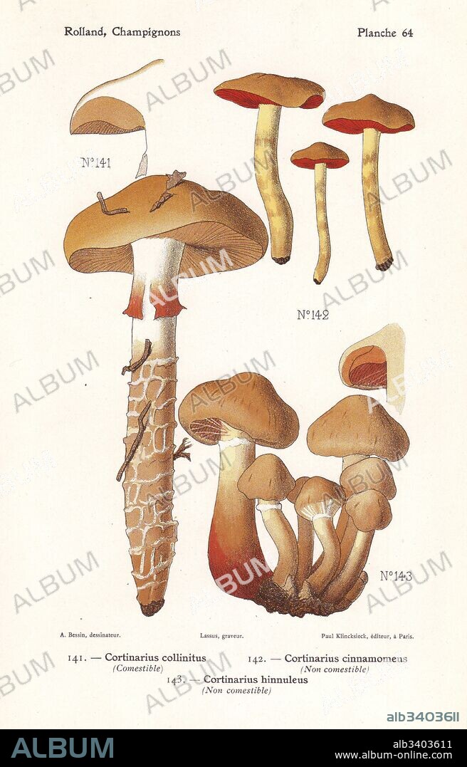 Blue-girdled webcap mushroom, Cortinarius collinitus, cinnamon webcap, Cortinarius cinnamomeus and Cortinarius hinnuleus. Chromolithograph by Lassus after an illustration by A. Bessin from Leon Rolland's Guide to Mushrooms from France, Switzerland and Belgium, Atlas des Champignons, Paul Klincksieck, Paris, 1910.