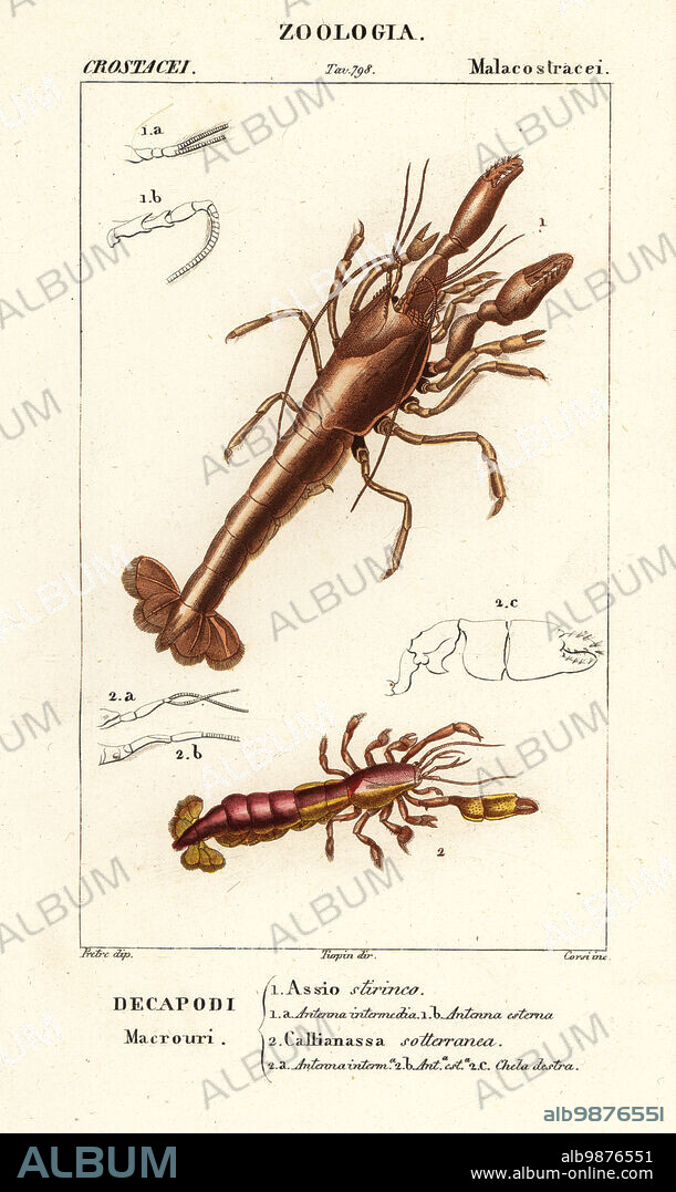 Mud lobster, Axius stirhynchus 1, and mud shrimp, Callianassa subterranea 2. Assio stirinco, Callianassa sotteranea. Handcoloured copperplate stipple engraving from Antoine Laurent de Jussieu's Dizionario delle Scienze Naturali, Dictionary of Natural Science, Florence, Italy, 1837. Illustration engraved by Corsi, drawn by Jean Gabriel Pretre and directed by Pierre Jean-Francois Turpin, and published by Batelli e Figli. Turpin (1775-1840) is considered one of the greatest French botanical illustrators of the 19th century.