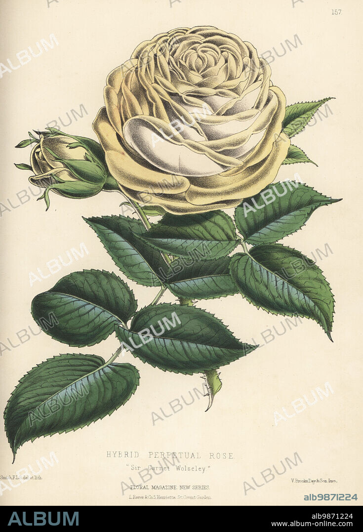 Hybrid perpetual rose, Sir Garnet Wolseley. A seedling raised from Prince Camille de Rohan by Cranston and Mayo's of the King's Acre Nurseries, Hereford. Handcolored botanical illustration drawn and lithographed by Worthington George Smith from Henry Honywood Dombrain's Floral Magazine, New Series, Volume 4, L. Reeve, London, 1875. Lithograph printed by Vincent Brooks, Day & Son.