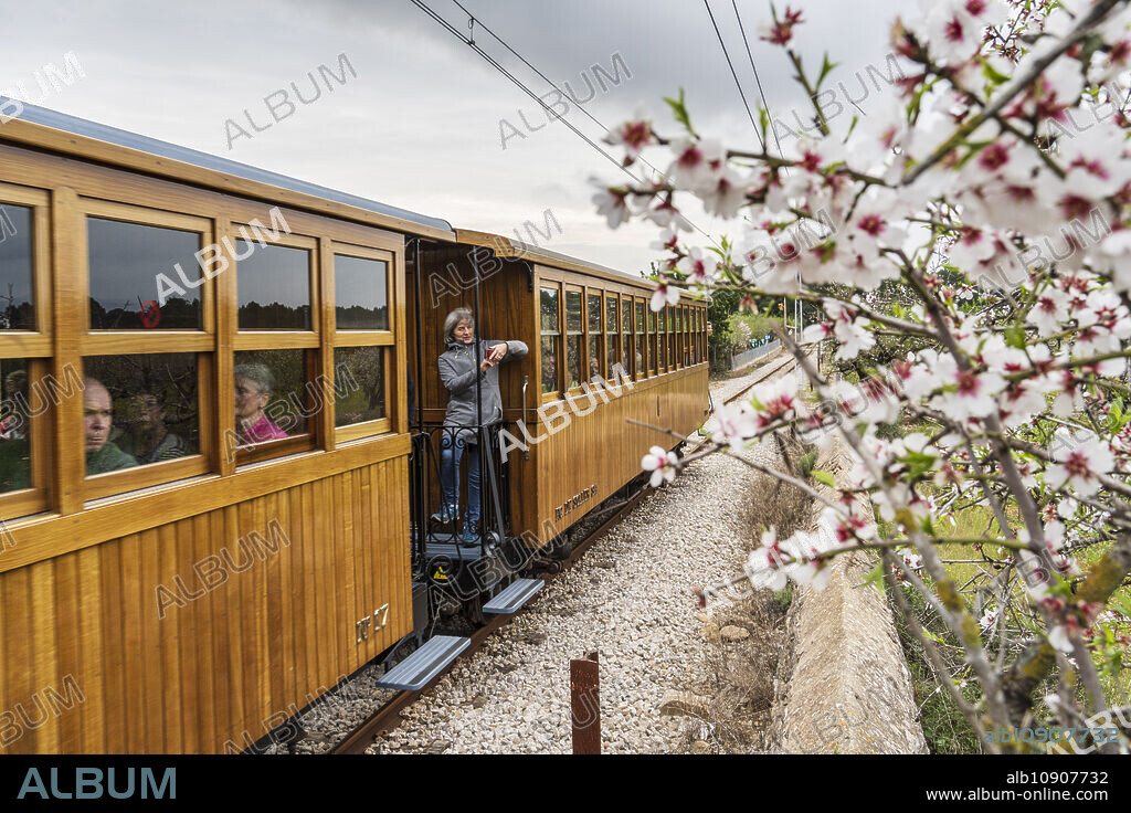 Soller train passing by an almond tree in bloom, Bunyola, Majorca, Balearic Islands, Spain.