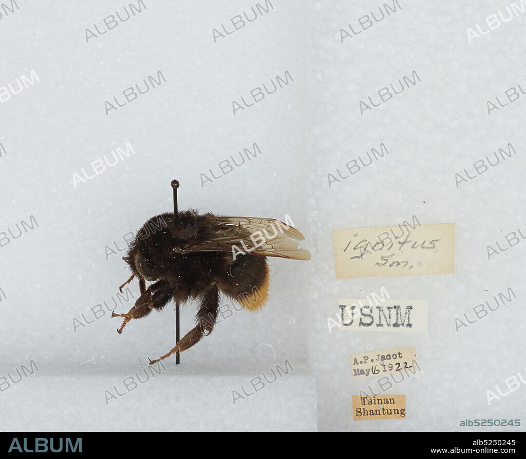 Jinan, Shandong Sheng, China, Bombus (Bombus) ignitus Smith, Animalia, Arthropoda, Insecta, Hymenoptera, Apidae, Apinae.