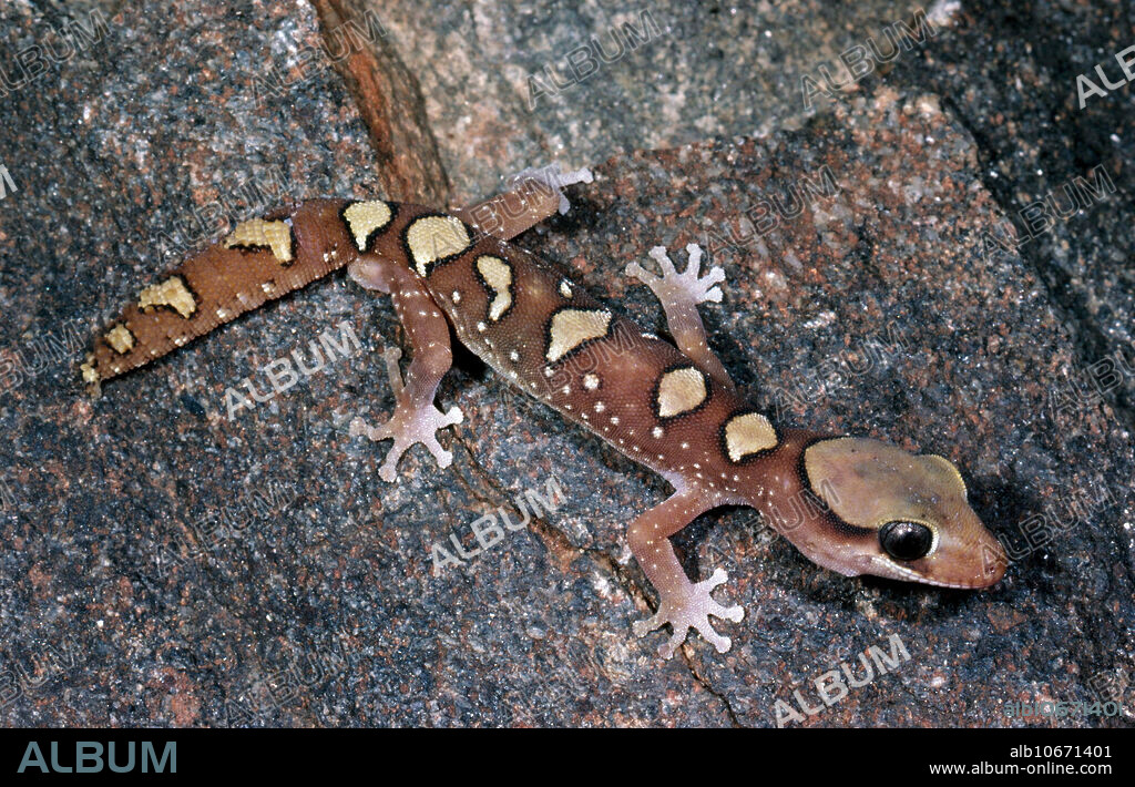Rare Australian gecko, known as the mesa or the helmeted gecko (Diplodactylus galeatus), hunting over rocks near Alice Springs in the Northern Territory of Australia.