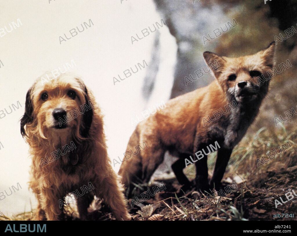 BENJI THE HUNTED, 1987, directed by JOE CAMP. Copyright WALT DISNEY PICTURES.