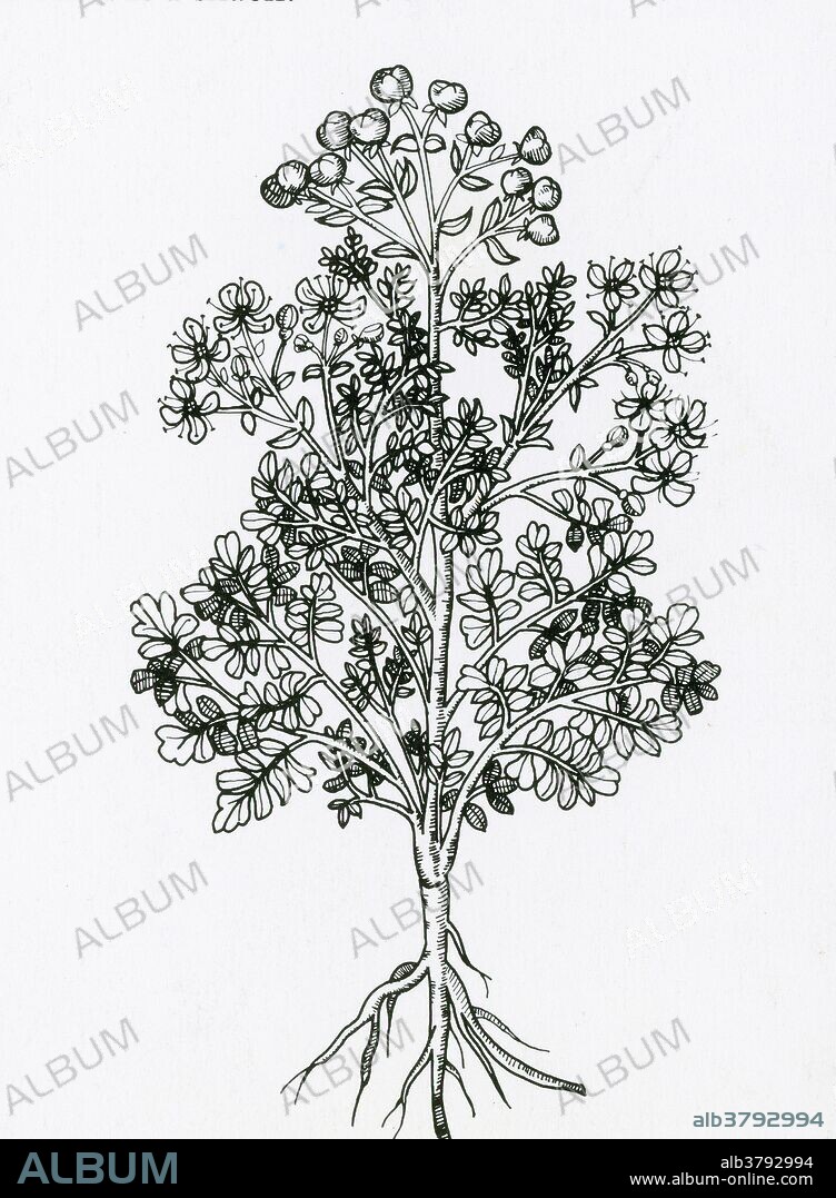 The Common Rue (Ruta graveolens) is a species of rue grown as a herb. It is cultivated as both a medicinal herb, as a condiment, and to a lesser extent as an insect repellent. During the Middle Ages, rue was hung in doorways and windows to keep evil spirits out. It was thought to protect against plague. Early Christians used it as a tool for asperging during exorcisms and before performing Mass, and this herb is the only one that the Prophet Mohammed blessed. This herb was grown around Roman temples to Mars and is considered sacred to him as well as to Diana and Aradia. Rue was sometimes called witchbane because people carried bunches to keep off witches. and the expression "rue the day" is said to come from the practice of throwing rue at an enemy while cursing him.
