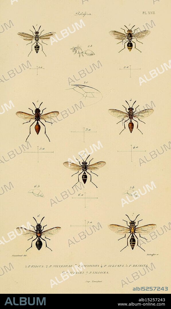 Études sur la famille des Vespidae Paris, V. Masson, 1852-1858 Eumenes Hornets Pollen Wasps Vespidae Wasps Museum of Comparative Zoology, This illustration features a range of meticulously detailed depictions of various species of bees, each labeled with specific scientific designations. The images showcase the distinct physical characteristics of the bees, including their body shapes, color patterns, and wing structures. Measuring scales are provided alongside the illustrations, allowing for comparative analysis of sizes. The arrangement of the bees emphasizes their diversity, highlighting features such as antenna shapes and abdominal markings. This detailed study serves as a valuable reference for entomologists and enthusiasts interested in the taxonomy and morphology of these important pollinators.