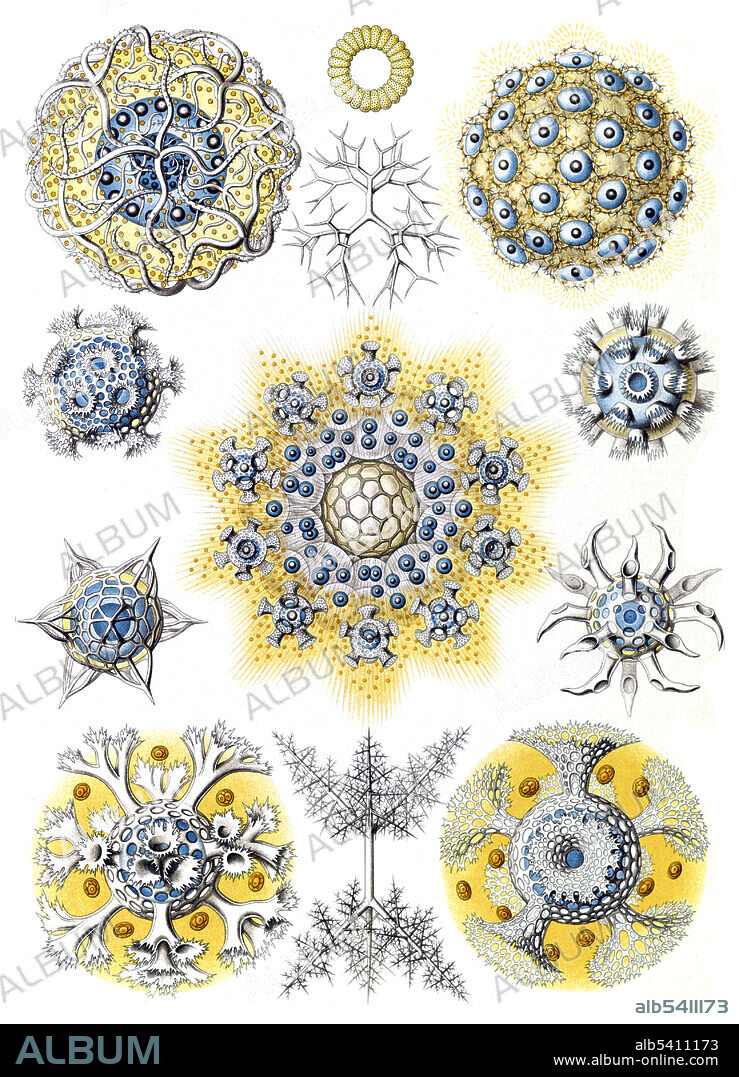 It consists of 100 prints of various organisms, many of which were first described by Haeckel himself, translated from sketch to print by lithographer Adolf Giltsch. Ernst Haeckel (1834 - 1919) was a German biologist, naturalist, philosopher, physician, professor, marine biologist, and artist. Haeckel's identification key was not provided.