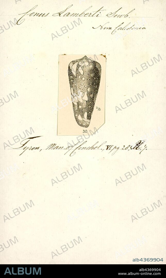 Conus lamberti, Print, Conus lamberti is a species of sea snail, a marine gastropod mollusk in the family Conidae, the cone snails and their allies.