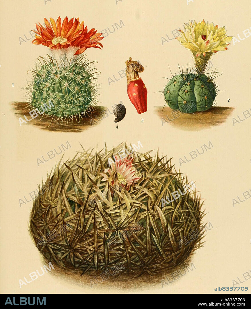 1. Hickenia microsperma, 2. Malacocarpus ottonis, 3. Sclerocactus polyancistrus, 4. Sclerocactus polyancistrus, 5. Echinofossulocactus violaciflorus, , Kaktus, Kakteen, aus The Cactaceae, descriptions and illustrations, N.L. Britton and J.N. Rose, 1919-1923, Historisch, historical, digital improved reproduction of an original from the 19th century / digital restaurierte Reproduktion einer Originalvorlage aus dem 20. Jahrhundert, genaues Originaldatum nicht bekannt.
