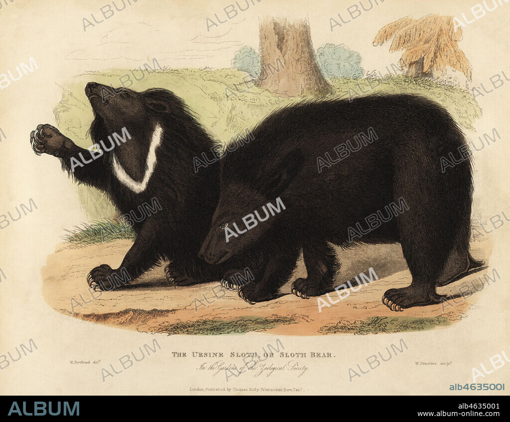 Sloth bear, Melursus ursinus. Vulnerable. The Ursine Sloth in the Gardens of the Zoological Society. Handcoloured copperplate engraved by W. Panormo after an illustration by W. Berthoud from William Smellies translation of Count Georges Buffons History of the Earth and Animated Nature, Thomas Kelly, London, 1829.