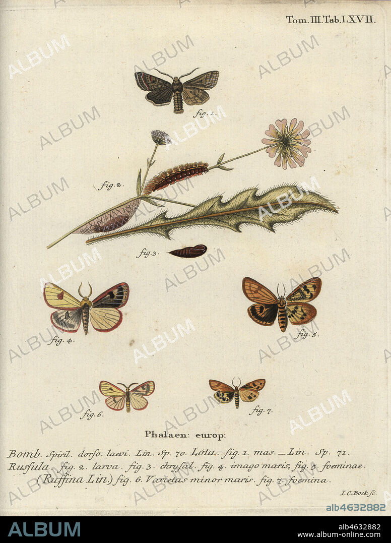 Red-line quaker, Agrochola lota, clouded buff, Diacrisia sannio, and flounced chestnut, Agrochola helvola. Phalaena lota, russula, Bombyx ruffina. Handcoloured copperplate engraving by Johann Carl Bock from Eugenius Johann Christoph Espers Die Schmetterlinge in Abbildungen nach der Natur, Erlangen, 1786.