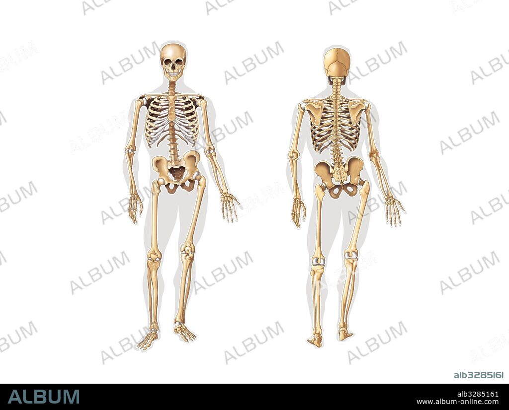 Skeleton, anterior and posterior view.