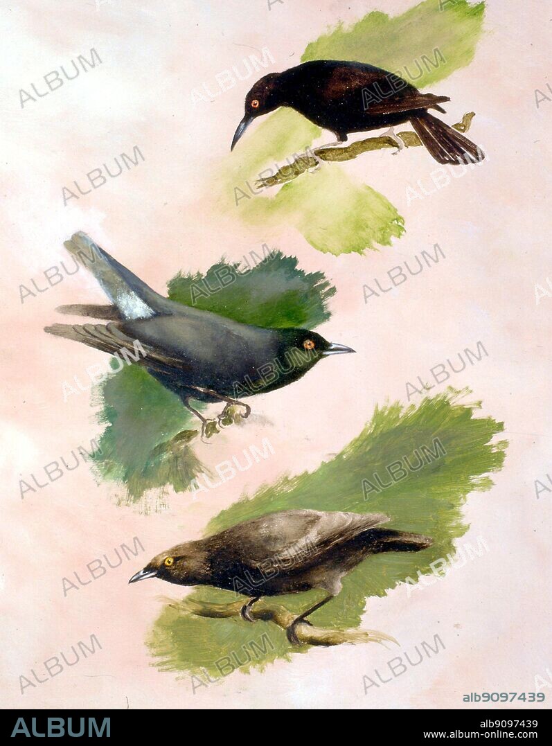 Three extinct starlings: Kusaie Island Starling (top), Norfolk and Lord Howe Starling (middle), Mysterious Starling (bottom). Oil painting by Mike Latter. - Length ofbirds.