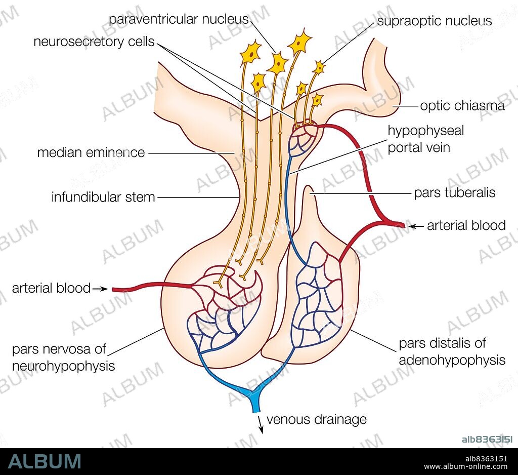 The mammalian pituitary gland, showing the anterior lobe (adenohypophysis) and posterior lobe (neurohypophysis).