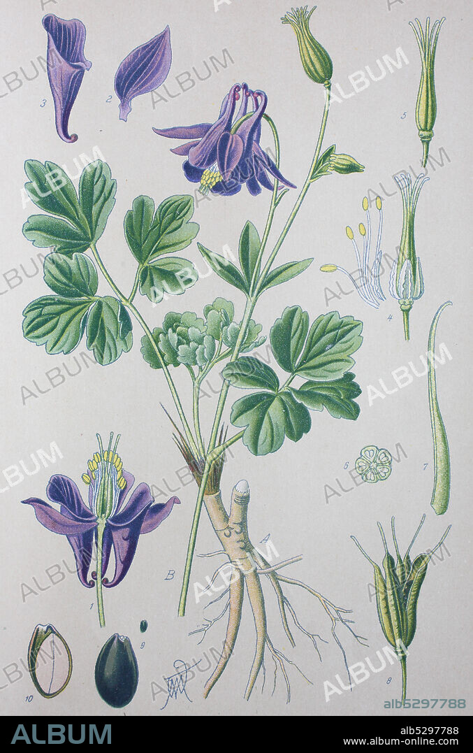 Digital improved high quality reproduction: Aquilegia vulgaris, European columbine, common columbine, granny's nightcap, granny's bonnet, is a species of columbine native to Europe  /  Gemeine Akelei, Gewöhnliche Akelei, Wald-Akelei, ist eine Pflanzenart aus der Gattung der Akeleien.