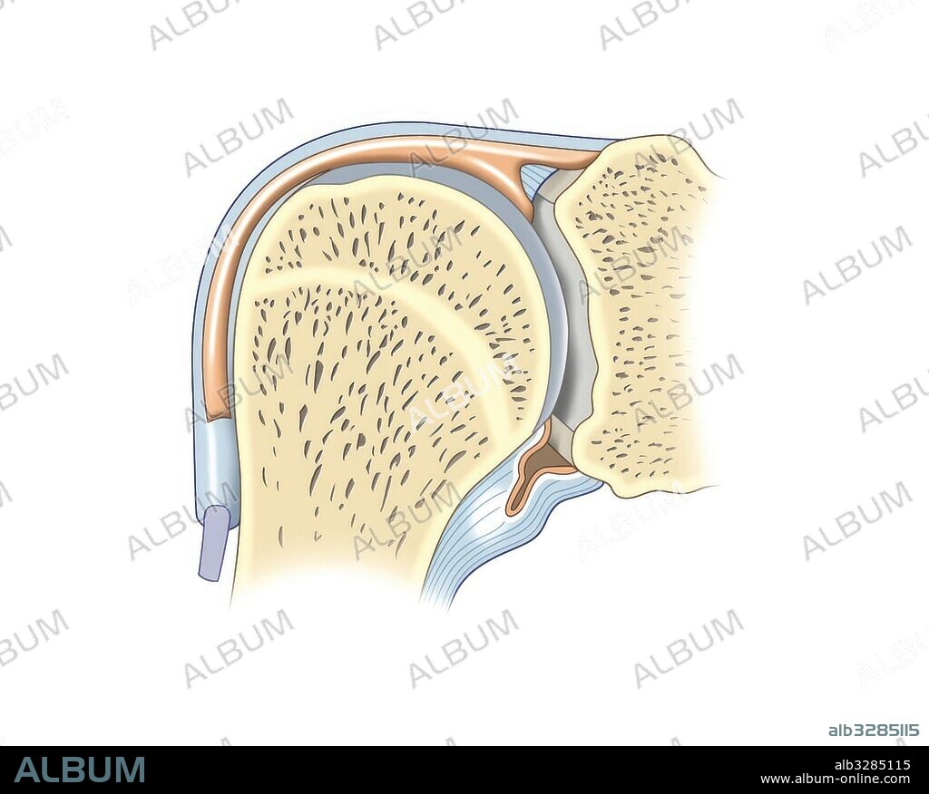 Articulación del hombro-articulación escápulo humeral.