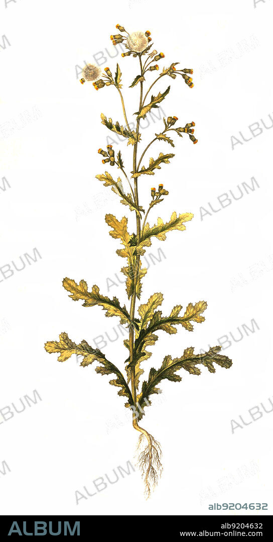 Gewöhnliches Greiskraut, Senecio vulgaris, auch Gemeines Greiskraut, Gemeines Kreuzkraut, Kreuzkraut genannt, Familie der Korbblütler / Senecio vulgaris, often known by the common names groundsel, old-man-in-the-spring.