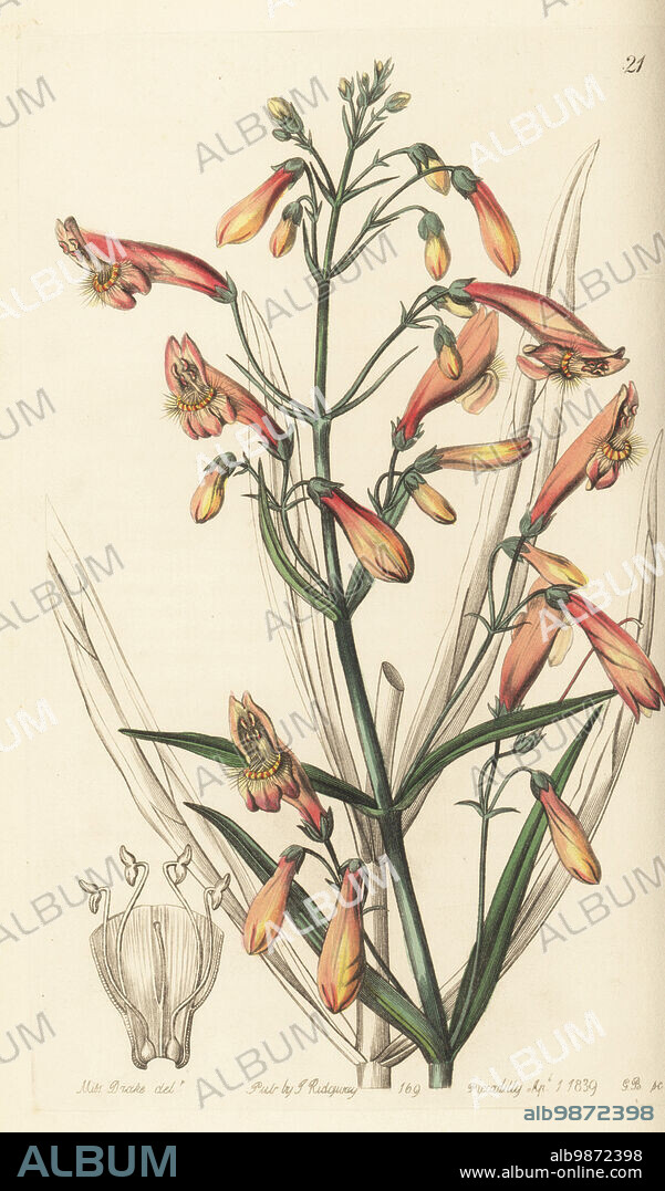 Golden-beard penstemon or beardlip penstemon, Penstemon barbatus. Native to Mexico, and raised from seed by Gerorge Frederick Dickson at the Horticultural Society. Flesh-coloured bearded pentstemon, Pentstemon barbatum var carneum. Handcoloured copperplate engraving by George Barclay after a botanical illustration by Sarah Drake from Edwards Botanical Register, edited by John Lindley, published by James Ridgway, London, 1839.
