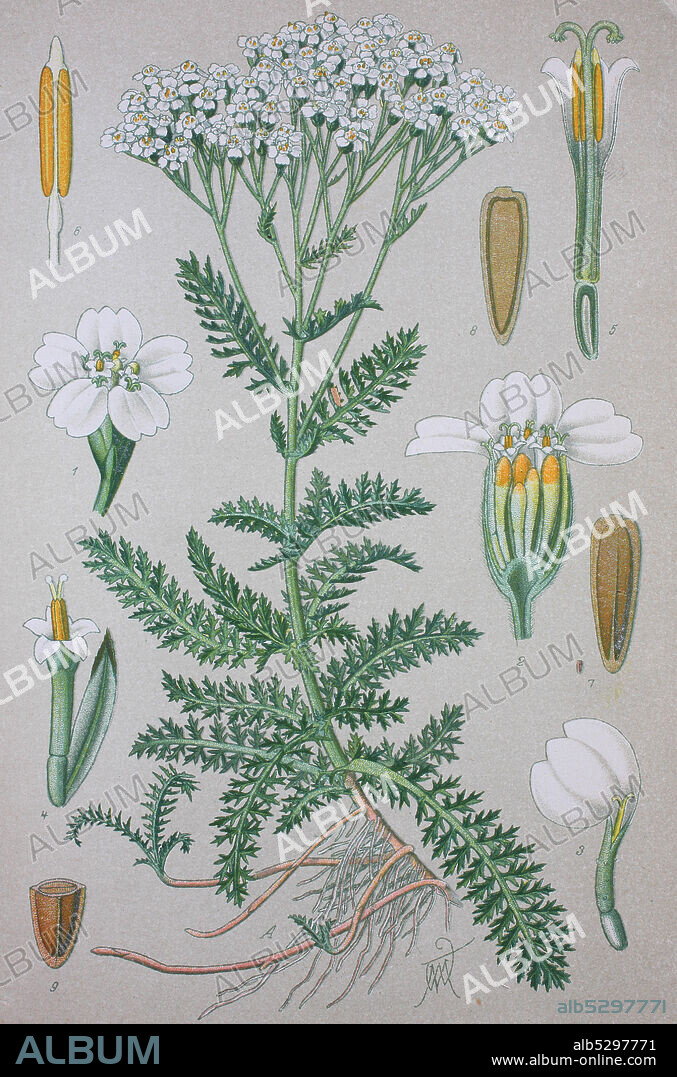 Achillea millefolium, yarrow or common yarrow, plant in the family Asteraceae  /  Gemeine Schafgarbe, Gewöhnliche Schafgarbe, Achillea millefolium, Familie der Korbblütler, Digital improved reproduction of an original print from the 19th century / digitale Reproduktion von einer Originalvorlage aus dem 19. Jahrhundert.