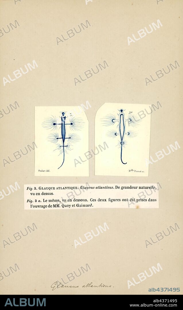 Glaucus atlanticus, Print, Glaucus atlanticus (common names include the sea swallow, blue angel, blue glaucus, blue dragon, blue sea slug and blue ocean slug) is a species of small, blue sea slug, a pelagic aeolid nudibranch, a shell-less gastropod mollusk in the family Glaucidae.