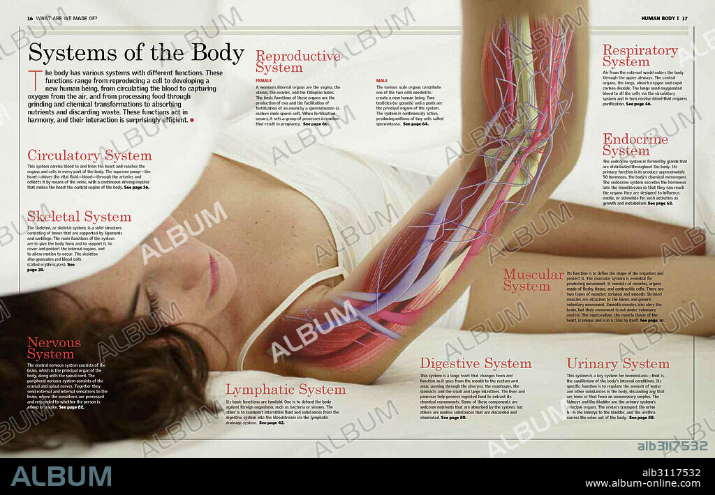 Sistemas corporales. A través del brazo de una mujer se muestra la interacción de los diferentes sistemas del cuerpo humano, con especial atención en los sistemas esquelético, muscular y circulatorio.