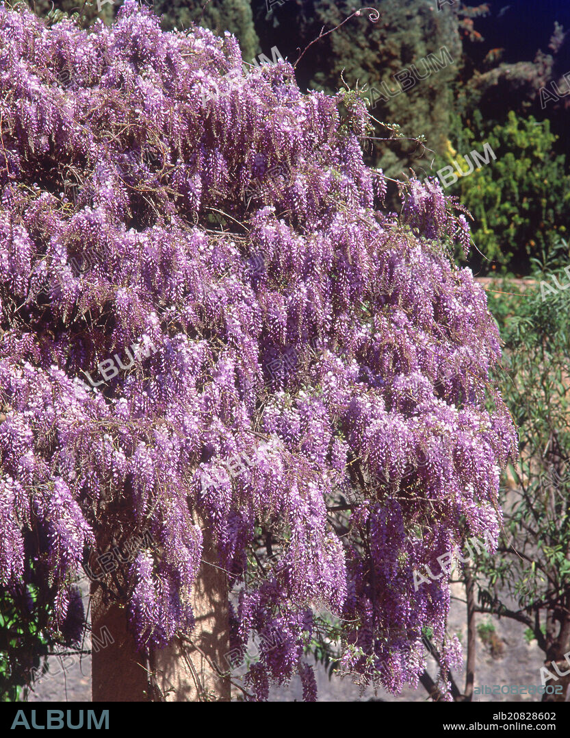 ARBOL DE LILAS EN FLOR-FAMILIA DE LAS OLEACEAS.