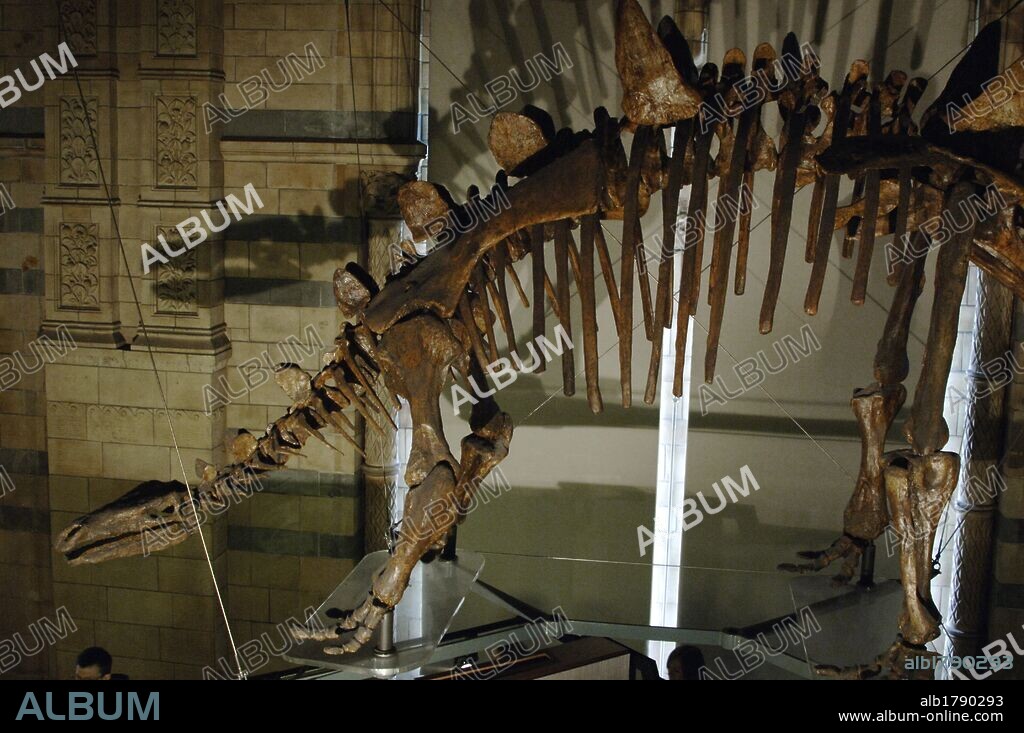 Esqueleto de TUOJIANGOSAURUS MULTISPINUS. Especie de dinosaurio tireóforo estegosáurido. Vivió en el Jurásico Superior en el Oxfordiano Kimeridgiano. Museo de Historia Natural. Londres. Inglaterra. Reino Unido.