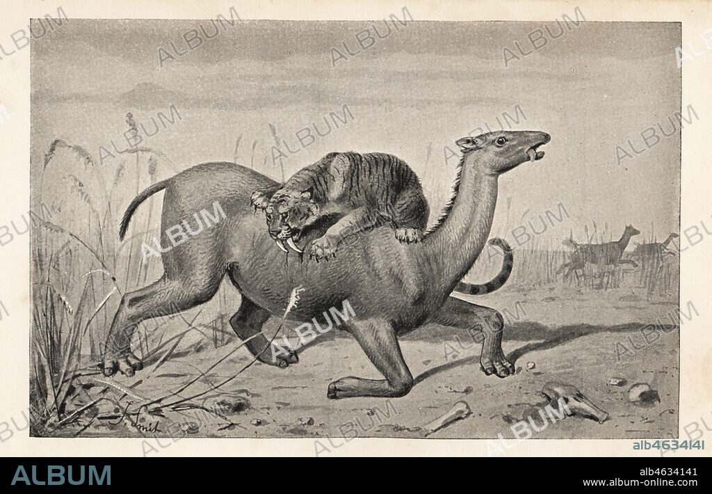 Extinct Macrauchenia patagonica, Miocene to Pleistocene, attacked by a saber-toothed cat, Smilodon populator, Pliocene to Pleistocene. Macrauchenia and the sabre-toothed tiger, Machaerodus. From the Pampas formation. Print after an illustration by Joseph Smit from Henry Neville Hutchinsons Creatures of Other Days, Popular Studies in Palaeontology, Chapman and Hall, London, 1896.