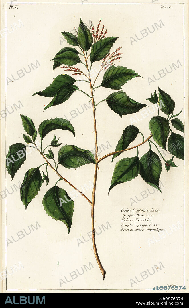 Candlenut, Crotn laccifer. Croton lacciferum Linn. Sp. 1426, Burm. 204. Halecus terrestris, Rumph. 3 p.199 T.127. Ricin en arbre aromatique. Handcoloured copperplate engraving by Jean Victor Dupin junior from Pierre Joseph Buchoz Herbier Artificial, representant plus de quinze cents plates, tant Européennes quExotiques, Gogue & Nee de La Rochelle, Paris, 1783.