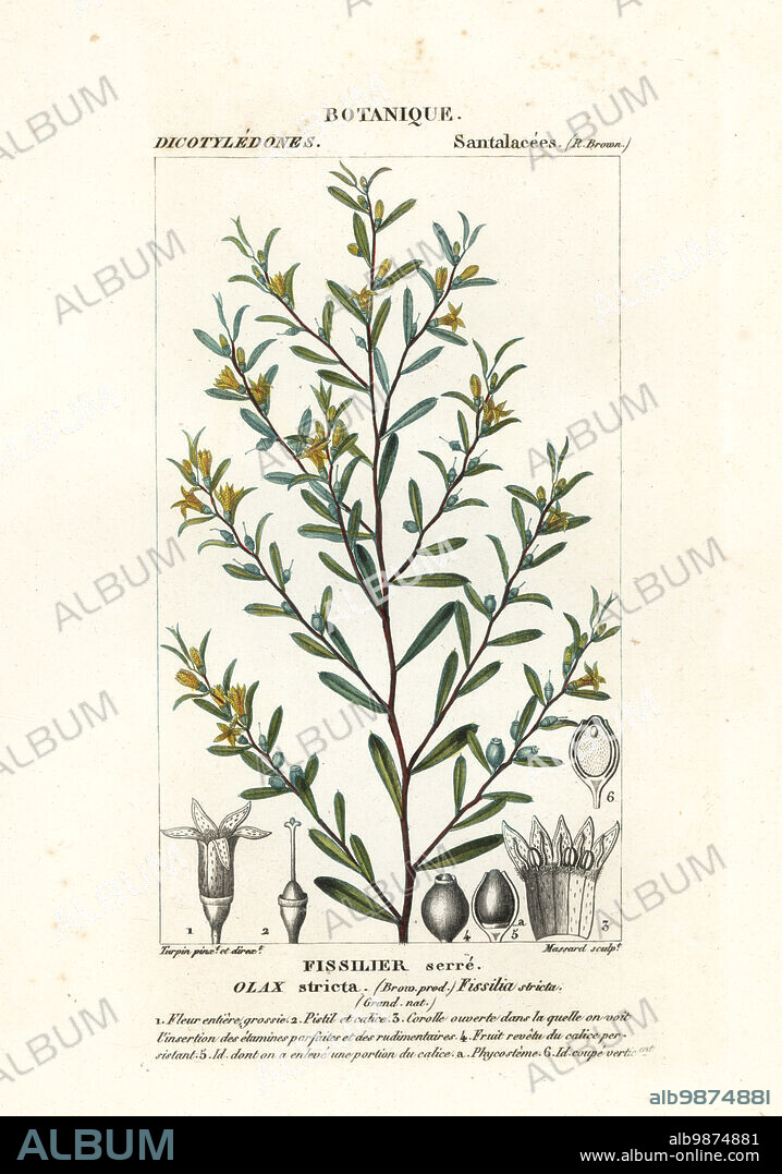 Olax stricta, Fissilia stricta, Fissilier serre. Handcoloured copperplate stipple engraving from Antoine Laurent de Jussieu's Dizionario delle Scienze Naturali, Dictionary of Natural Science, Florence, Italy, 1837. Illustration engraved by Massard, drawn and directed by Pierre Jean-Francois Turpin, and published by Batelli e Figli. Turpin (1775-1840) is considered one of the greatest French botanical illustrators of the 19th century.