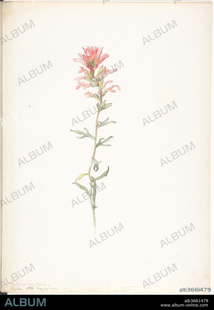 Northwest Indian Paintbrush, Castilleja Angustifolia. Artist: Margaret Neilson Armstrong (American, New York 1867-1944 New York). Dimensions: sheet: 13 11/16 x 9 15/16 in. (34.8 x 25.2 cm). Date: May 26, 1913.