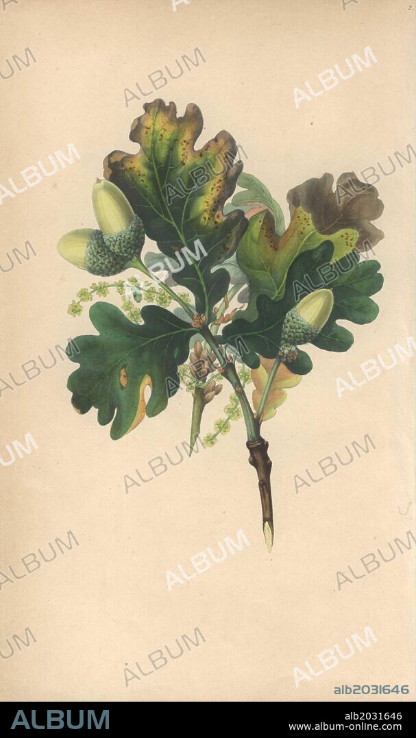 Oak tree with acorns and leaves, Quercus robur. Handcoloured botanical illustration drawn from nature by Mrs. Rebecca Hey from her own "Spirit of the Woods," London, Longman, Rees, 1837. Rebecca Hey was a Victorian writer, poet and artist who wrote "Moral of Flowers" 1833 and "Recollections of the Lakes" 1841. The plates were probably engraved by William Clark, former draughtsman to the London Horticultural Society, and engraver on Hey's previous book.