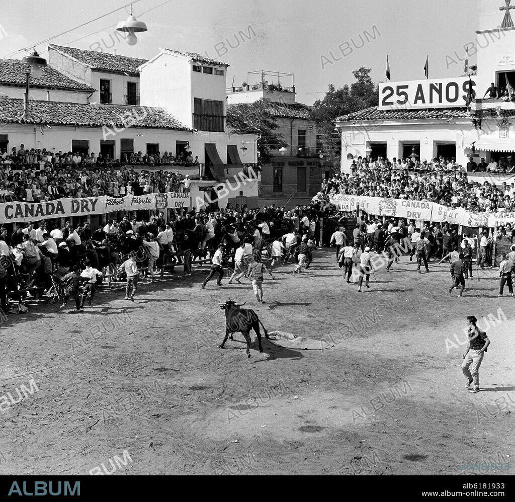 ENCIERRO EN ARGANDA DEL REY- NOVILLO EN LA PLAZA DEL PUEBLO - 1964 - ByN 41363.