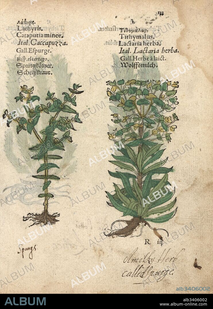 Caper spurge, Euphorbia lathyris, and wolfsmilk spurge, Euphorbia esula. Handcoloured woodblock engraving of a botanical illustration from Adam Lonicer's Krauterbuch, or Herbal, Frankfurt, 1557. This from a 17th century pirate edition or atlas of illustrations only, with captions in Latin, Greek, French, Italian, German, and in English manuscript.