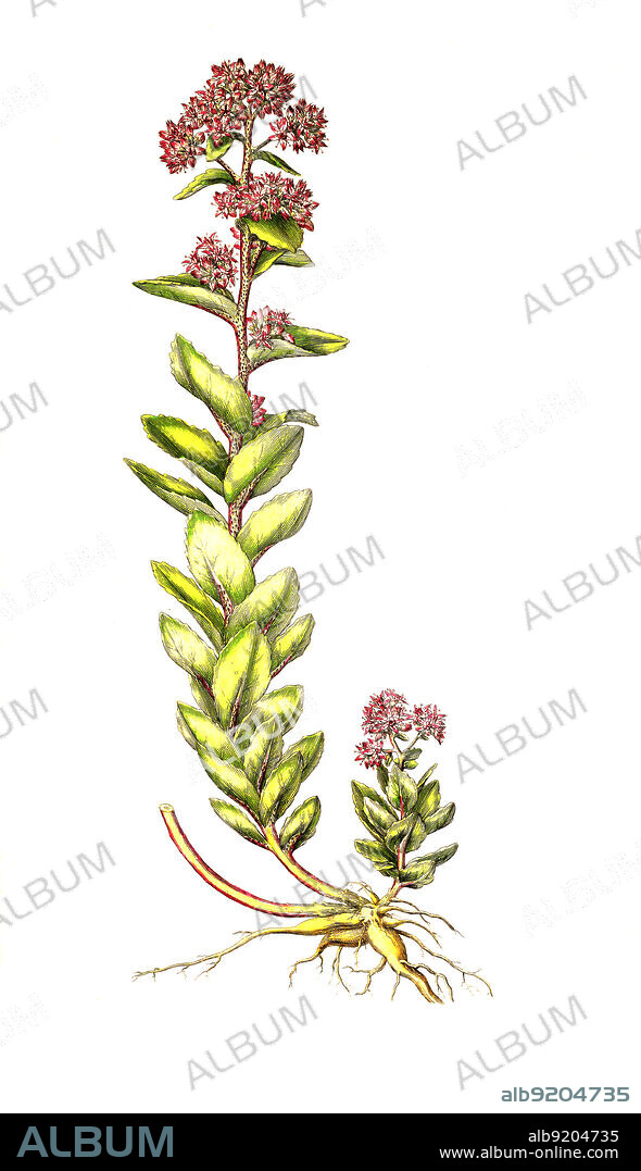 Große Fetthenne, Hylotelephium telephium, Sedum telephium / Hylotelephium telephium, synonym Sedum telephium, known as orpine, livelong, frog's-stomach, harping Johnny, life-everlasting, live-forever, midsummer-men, Orphan John and witch's moneybags, historical, digital improved reproduction of an original from the 19th century / digital restaurierte Reproduktion einer Originalvorlage aus dem 19. Jahrhundert, genaues Originaldatum nicht bekannt.