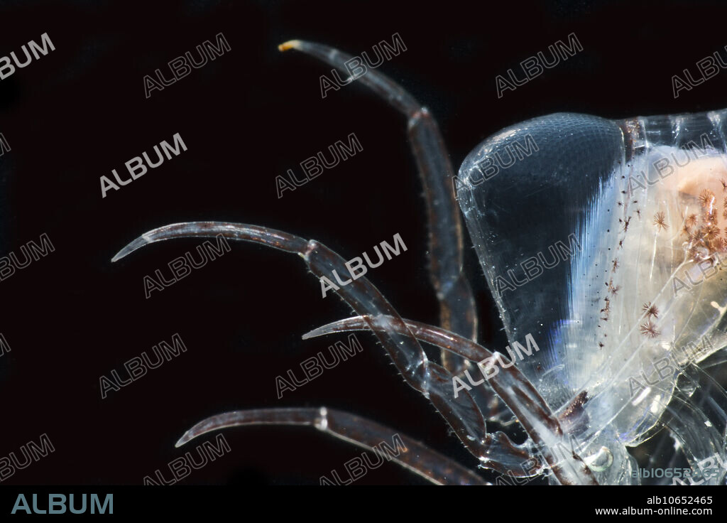 Barrel Roller Amphipod
