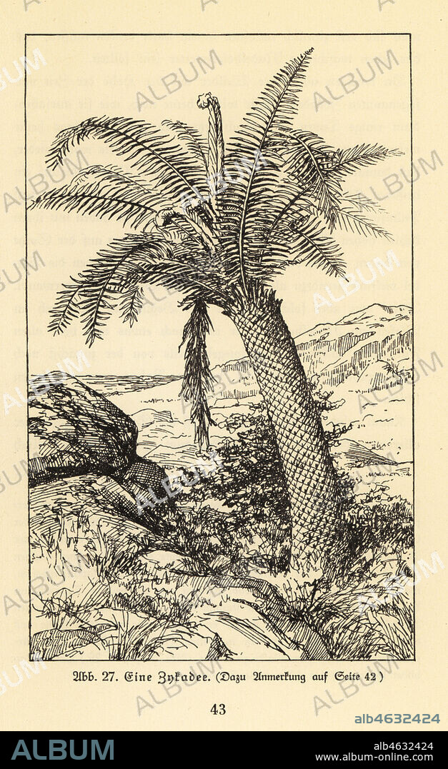 Extinct cycad tree. Illustration from Wilhelm Bolsches Das Leben der Urwelt, Prehistoric Life, Georg Dollheimer, Leipzig, 1932.