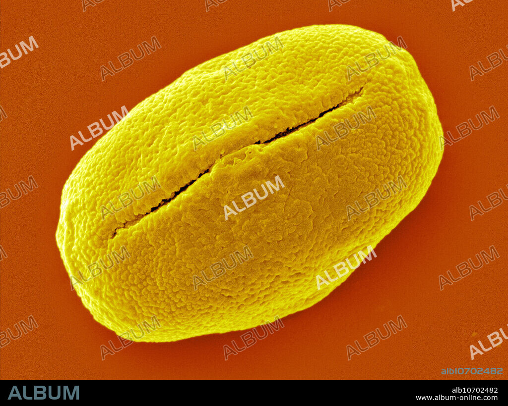 Colour-enhanced Scanning Electron Micrograph (SEM) showing a grain of clover (Trifolium campestre) pollen. Known variously as Low Hop Clover, Field Clover, and Plains Clover, the heads of this species are densely packed with tiny yellow pea-shaped flowers that turn from a creamy colour to rusty brown before going to seed. One plant typically has 20 to 40 flowers per head, and numerous flower heads on branching stems. Image width: 25.6 micrometers. Magnification: 3906x if the image is printed 10 cm wide.