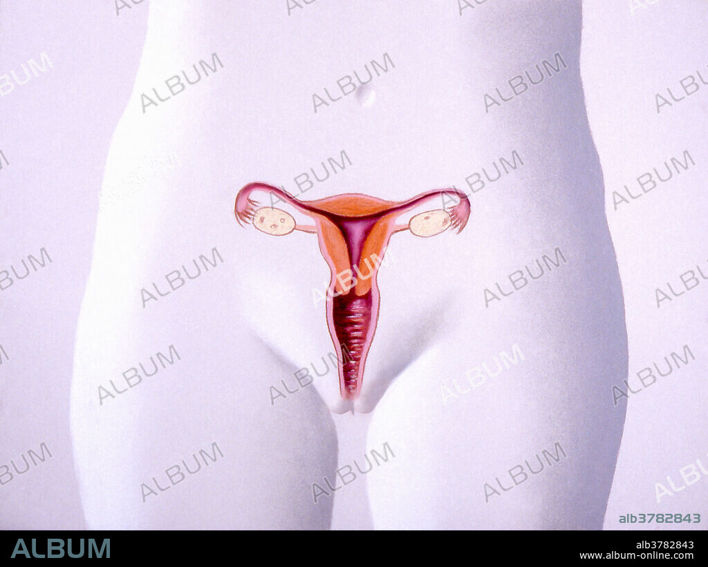 In this view the female reproductive organs are shown in colour. From the top working down are the ovaries, fallopian tubes, uterus, vagina, clitoris, labia minora, and labia majora. The last three make up the vulva or female genitals.