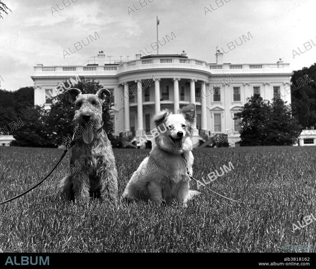 Kennedy family dogs Charlie and Pushinka on the South Lawn of the White House, June 22,1961. Pushinka, Russian for "Fluffy," was a puppy of Strelka, a Soviet space dog that orbited the planet aboard Sputnik 2 in 1960 and given to Caroline Kennedy by Soviet leader Nikita Khrushchev. Pushinka and Caroline Kennedy's Welsh terrier Charlie had four puppies together.