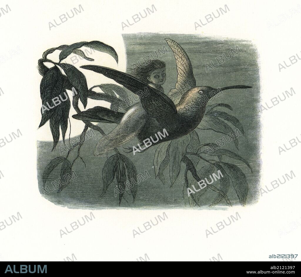 Fairy messenger riding a hummingbird in the moonlight. Handcoloured woodblock print by Edmund Evans after an illustration by Richard Doyle from In Fairyland, a series of Pictures from the Elf World, Longman, London, 1870.