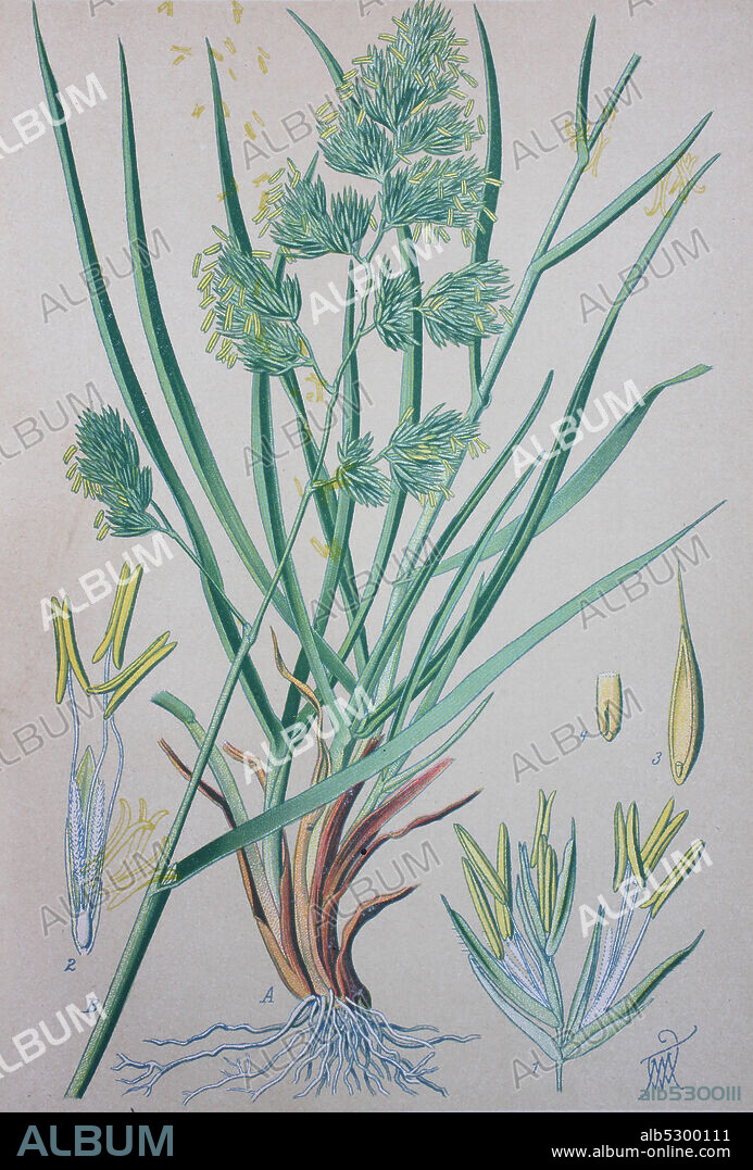 Dactylis glomerata, also known as cock's-foot, orchard grass, or cat grass, due to its popularity for use with domestic cats, is a common species of grass in the genus Dactylis  /  Gewöhnliches Knäuelgras (Dactylis glomerata), auch Wiesen-Knäuelgras oder Knaulgras, digital improved reproduction of an original from the 19th century / digitale Reproduktion einer Originalvorlage aus dem 19. Jahrhundert.