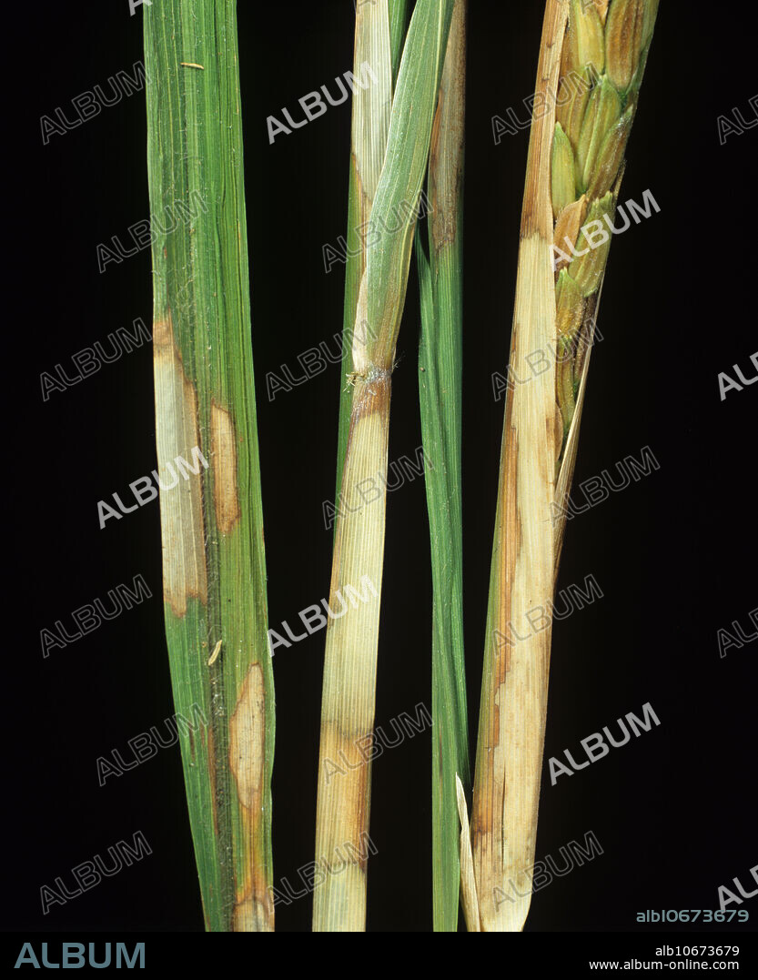 Sheath blight lesions on rice plants - Album alb10673679