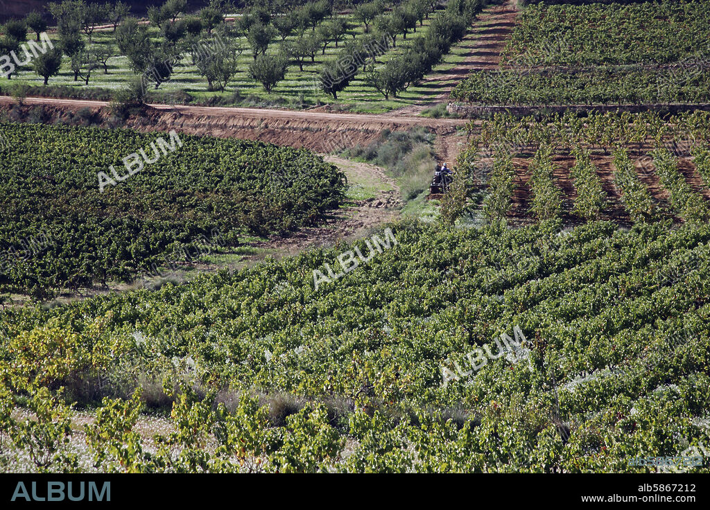 paisaje de viñedos y olivares / paisatge de vinyes i olivars a prop de Horta de Sant Joan.