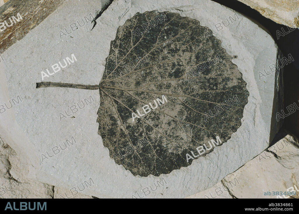 Fossil cottonwood/poplar leaf (Populus lindgreni) from the Clarkia Fossil Bowl, a Miocene Epoch lake bed deposit in northern Idaho. Some of the best fossil leaf preservation in the world is found here. This leaf is 3 long.