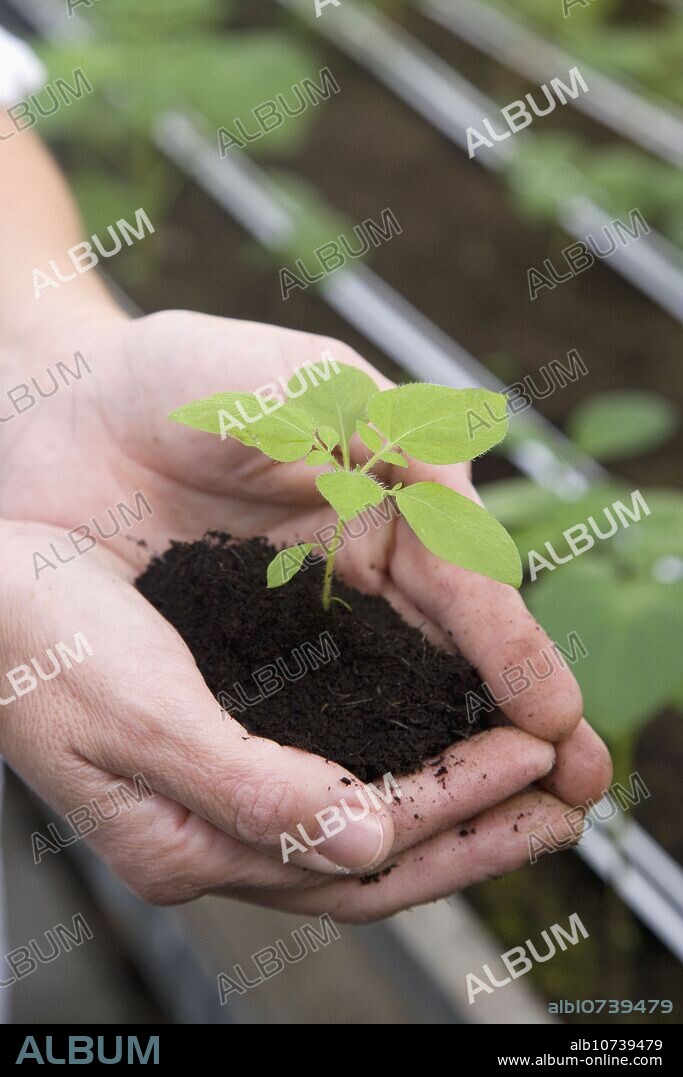 Production of pre-base seed potatoes. Neiker Tecnalia, Instituto de Investigación y Desarrollo Agrario, Ganadero, Forestal y del Medio Natural, Arkaute, Alava, Euskadi, Spain.