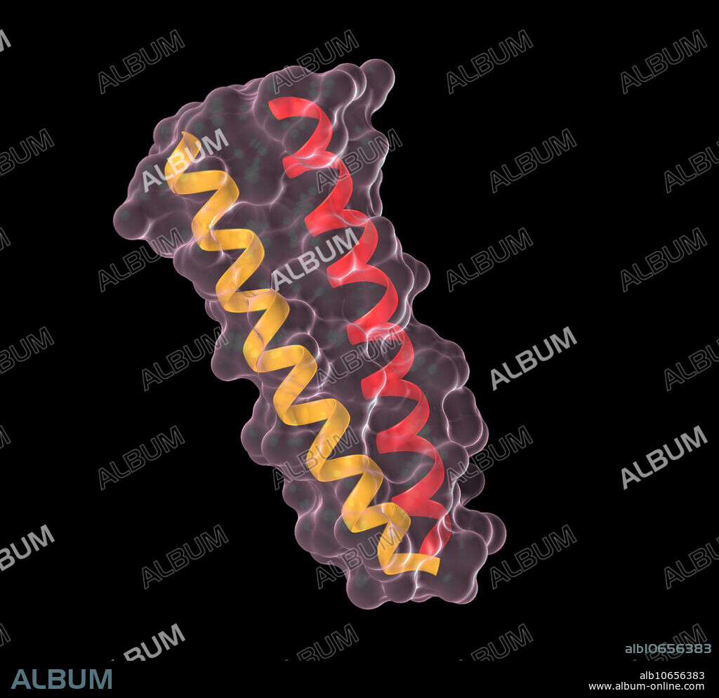 Illustration of a coiled coil protein ribbon. Many coiled coil-type proteins are involved in important biological functions like regulation of gene expression.